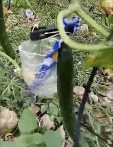 荷兰网红吃瓜事件真相,揭秘背后真相与网络舆论风暴